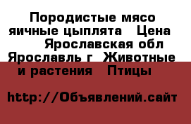 Породистые мясо-яичные цыплята › Цена ­ 100 - Ярославская обл., Ярославль г. Животные и растения » Птицы   